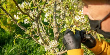 Maskeli emekli ve siyah eldivenli beyaz çiçekli ağaçtan.