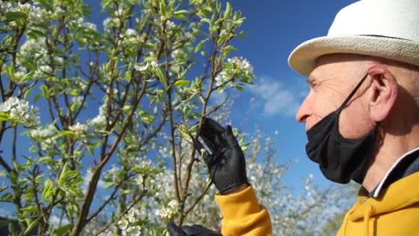 Pensionista dobla rama de árbol huele flor de cerezo blanco cerca — Vídeos de Stock