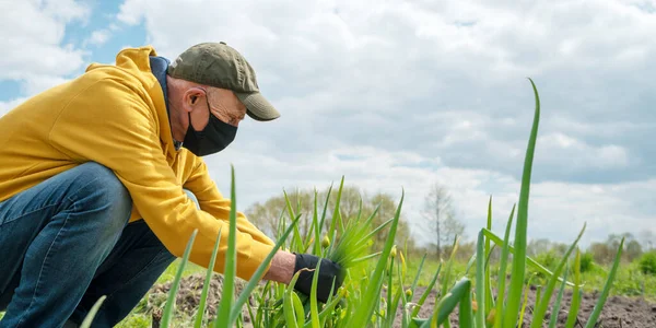 Maskeli ve eldivenli yaşlı çiftçi bahçede yeşil pırasa yetiştiriyor.