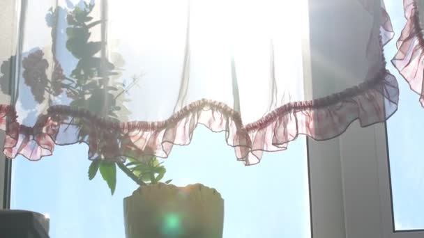 Lichte wind golven gordijnen op groene pot plant silhouet — Stockvideo