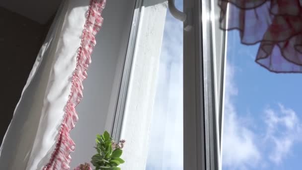 Wind waves curtains and flower pot plant on windowsill — Stock Video