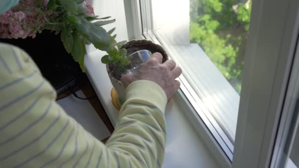 Mão homem em águas amarelas planta pote verde no peitoril da janela — Vídeo de Stock