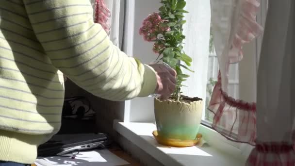 Senior water groene pot plant met paarse bloesem — Stockvideo