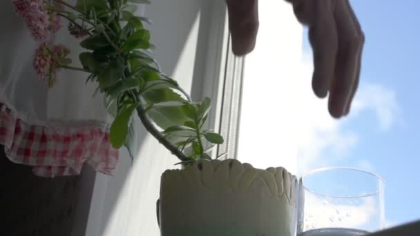 Ouder persoon in geel pullover water groene pot plant — Stockvideo