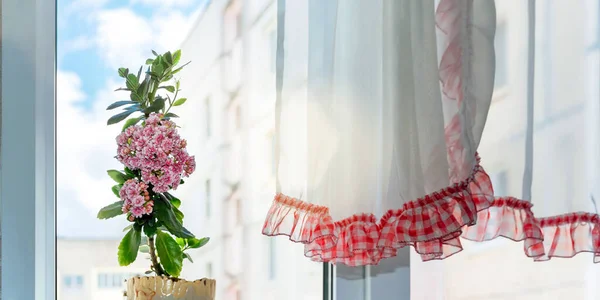 Planta de maceta con flores moradas se encuentra cerca de la ventana de plástico — Foto de Stock