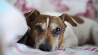 Gri ve beyaz renkli köpek yavrusu uyanıyor ve gözlerini açıyor.