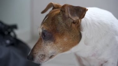 Kahverengi ağızlıklı ve beyaz kürklü bir köpek yan yana oturuyor.