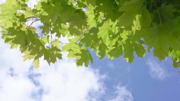 Большие зеленые кленовые листья колеблются в легком ветре под голубым небом — стоковое видео