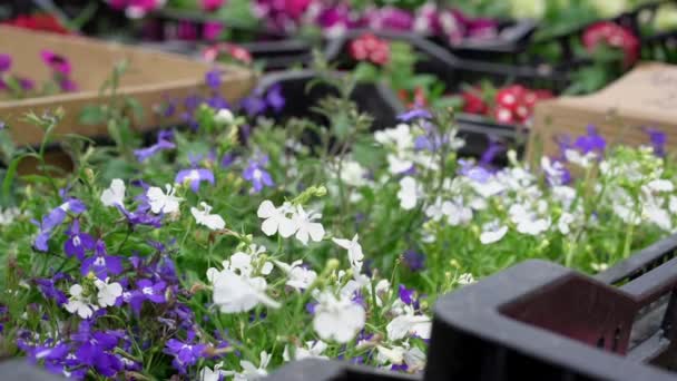 Siyah kutulara dizilmiş saksı bitkilerindeki mavi ve beyaz çiçekler. — Stok video