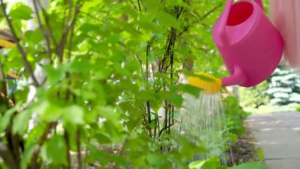 Persoon wateren groene dichte struiken met roze gele sprinkler — Stockvideo