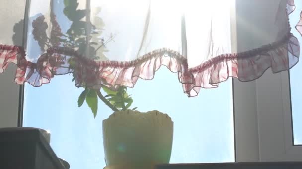 Planta de maceta verde se encuentra en la ventana bajo cortinas de colores — Vídeos de Stock