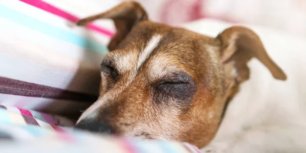 Pequeño perro hocico con piel marrón se encuentra con los ojos cerrados —  Fotos de Stock