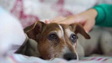 Kız eli okşadı komik küçük köpek kafası yatakta uzanıyor.