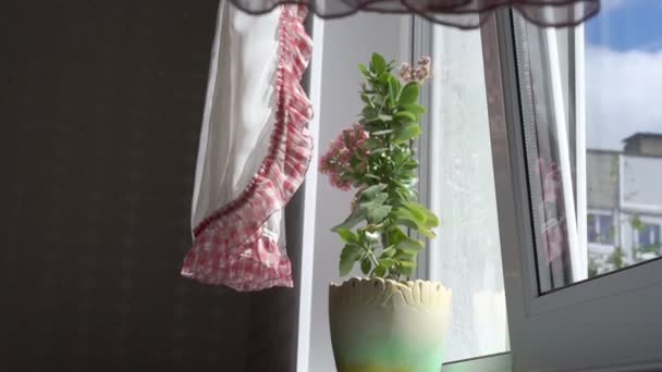 Potplant in de buurt van wit kunststof venster onder zonlicht closeup — Stockvideo