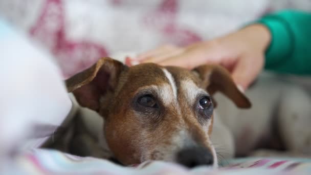 Flicka hand stroke rolig liten hund huvud ligger på sängen närbild — Stockvideo