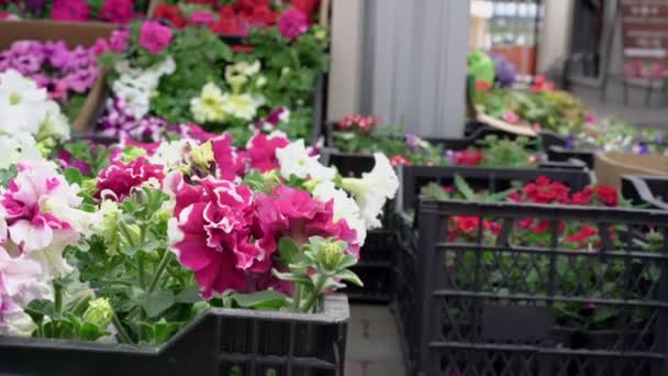 Piante in vaso fioriscono in scatole nere sui banchi del mercato locale — Video Stock