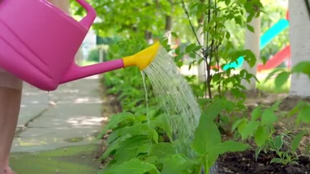 Persona con rociadores rosados y amarillos aguas plantas verdes — Vídeo de stock