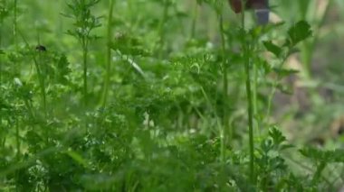 İnsan eli, metal bıçakla taze yeşil dereotu keser.