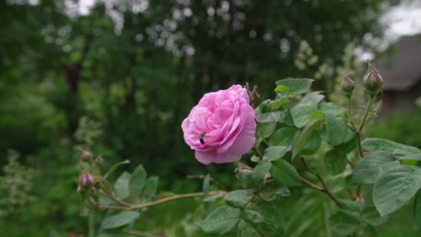 Vosa sedí na růžové růži mezi zelenými listy proti zahradě — Stock video
