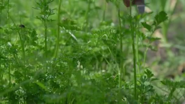 Pessoa mão corta fresco verde dill hastes com faca de metal — Vídeo de Stock