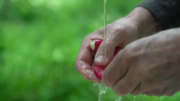 Старик моет редис в воде против размытого сада — стоковое видео