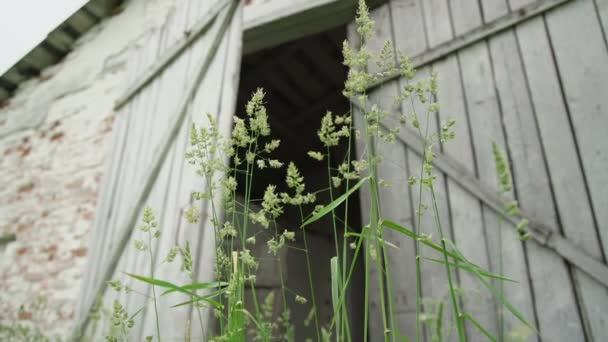 Groen gras spikes zwaaien in de wind tegen verlaten huis — Stockvideo