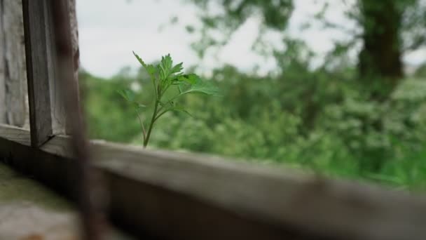 Groene bladeren gezwaaid door sterke wind tegen de lokale tuin — Stockvideo