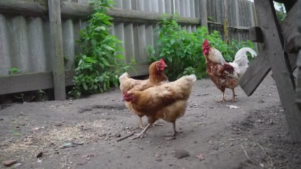 Kahverengi ve beyaz tüylü tavuklar çiftlik boyunca yürür — Stok video