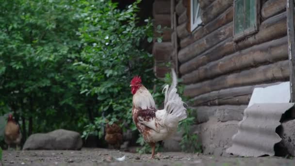 Коричневый и белый петух гуляет по серой ферме — стоковое видео