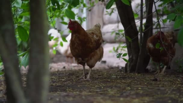 Kahverengi tüylü tavuklar arka bahçede ağaç gölgesinde yürürler. — Stok video