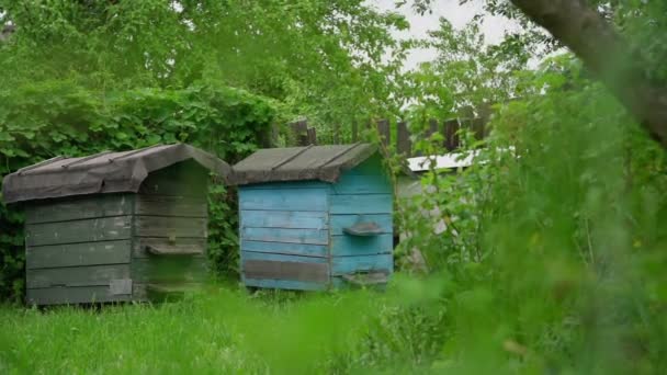 Gamla träbikupor står i grön lokal byträdgård — Stockvideo