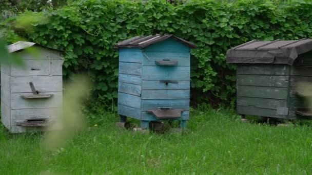 Houten bijenkorven staan op groen weidegras bij struiken — Stockvideo