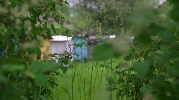 Gröna trädblad och gräs viftas med ljust sommarväder — Stockvideo