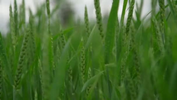 Dichtes grünes Feld mit Weizenspitzen, die vom Wind langsam gewunken werden — Stockvideo