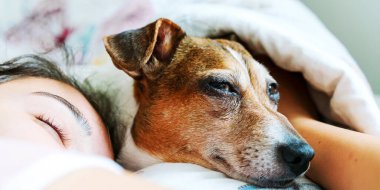 Kahverengi beyaz kürklü uykulu köpek yavrusu genç kızların kucaklamasında yatıyor.