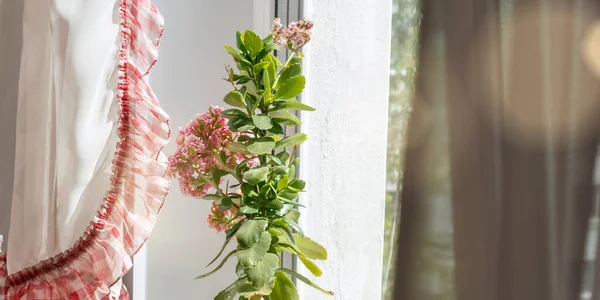 Planta de maceta verde con flor púrpura cerca de cortinas de colores — Foto de Stock