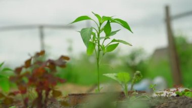 sebze bahçesinde çeşitli küçük fideler yetişir.