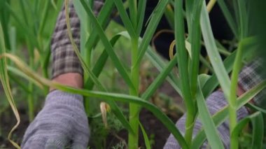 Eldivenli kişi yeşil soğan sapının etrafında toprak topluyor.