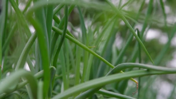 Lichte zomer wind golven lange groene ui bladeren in het dorp — Stockvideo