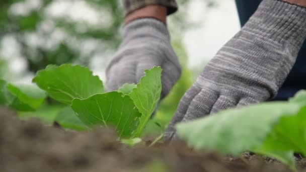 Jardineiro qualificado em luvas cinza plantas repolho verde — Vídeo de Stock