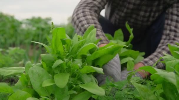 Tuinier in geruite shirt zorgt voor groene dock bladeren — Stockvideo