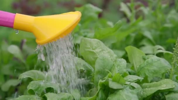 Persona acqua verde orto piante con irrigatore — Video Stock