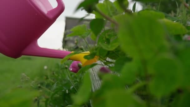 Person wässert grüne Pflanzen und Rosen auf Beet gegen Wiese — Stockvideo