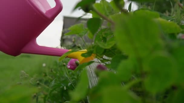 Persona riega plantas verdes y rosas en la cama contra el prado — Vídeo de stock