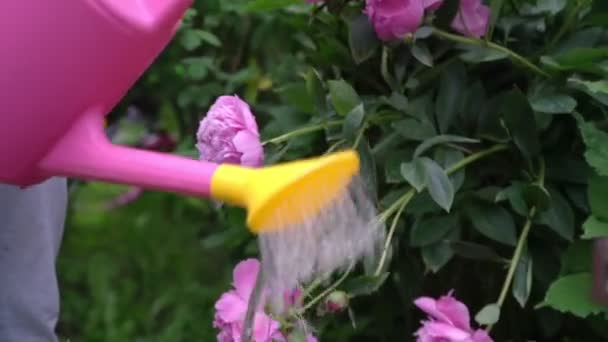 Sulama suyu pembe şakayık çiçeklerinin üzerine dökülür. — Stok video