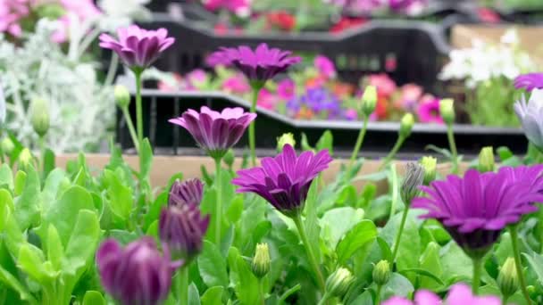 Květiny v květináčích kvetou v černých krabicích na místním trhu — Stock video
