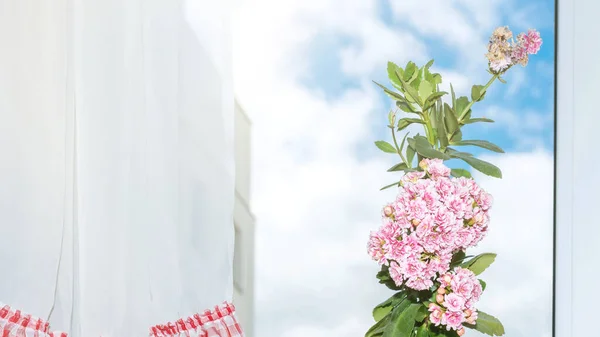 Maceta con flores de color rosa contra el cielo azul ventana exterior — Foto de Stock