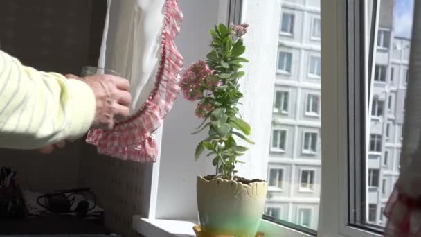 Man water pot bloem op vensterbank onder zonlicht closeup — Stockvideo