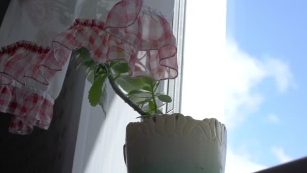 Planta de maceta verde oculta por cortinas en el alféizar de la ventana contra el cielo — Vídeo de stock