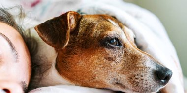 Yavru köpek ağızlığı, kahverengi beyaz kürklü, kızın yüzüne yakın duruyor.